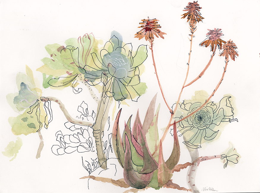 "Succulents," watercolor, 9 x 12 in.