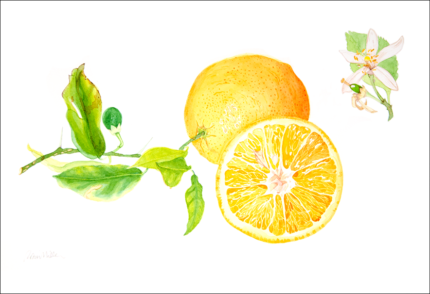 "Orange," watercolor, 7 x 10 in.