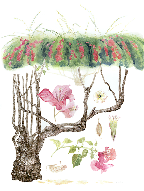 "VRG: Bougainvillae," watercolor, 16 x 12 in.