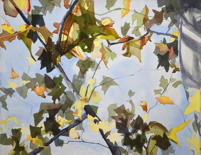"Study for Mom's Sycamore," 20 x 26 in.
