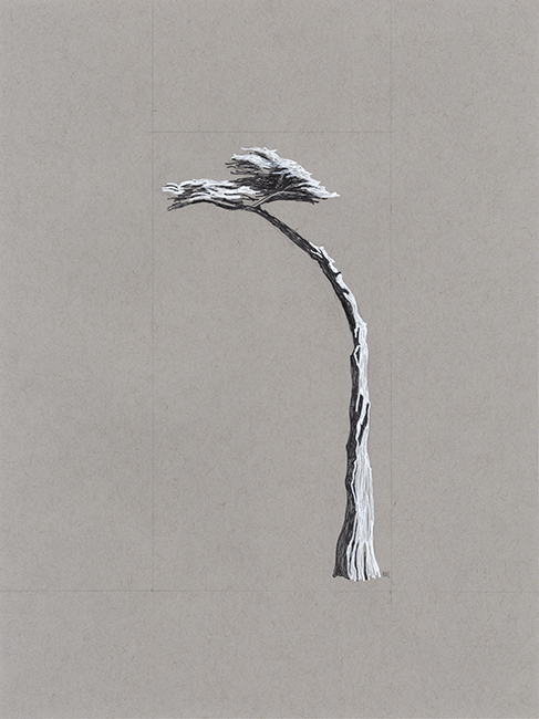 "Cambria Cypress 4," 12 x 9 in.