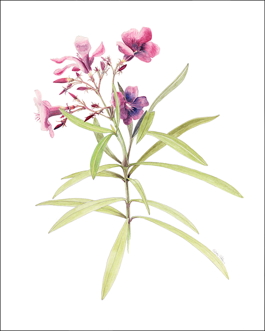 "VRG: Oleander," watercolor, 13 x 10.5 in.