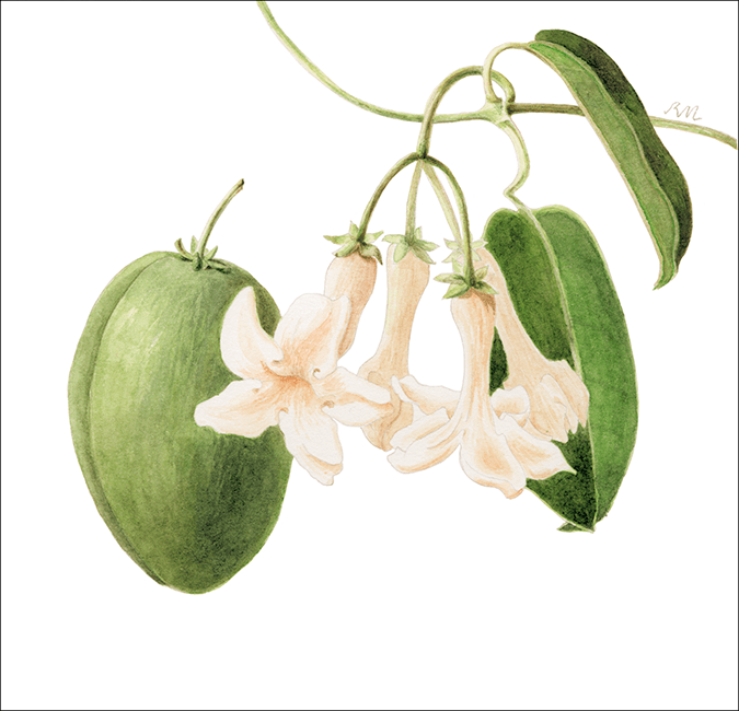 "VRG: Stephanotis," watercolor, 5.5 x 5.5 in.